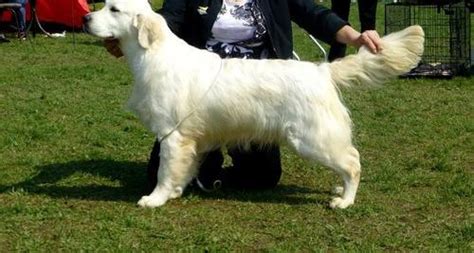 Handsome stanley (#3459) was surrendered to golden bond rescue by his family in the united states. English Golden Retrievers Puppy for Sale - Adoption ...