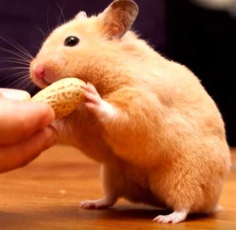 Abandoned Hairless Hamster Gets Ted A Tiny Sweater To Keep Her Warm
