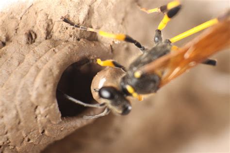 Mud Dauber Wasp Making Nest Project Noah