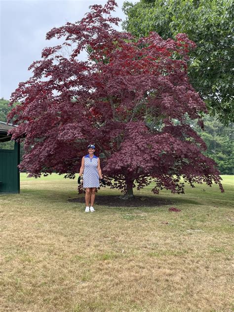 Persia Monir On Twitter Look At This Gorgeous Maple Tree Loving Golf In Maine Https T Co