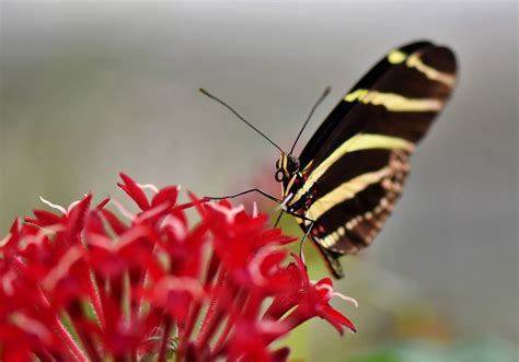 Learn The 5 Forms Of Insect Pupae