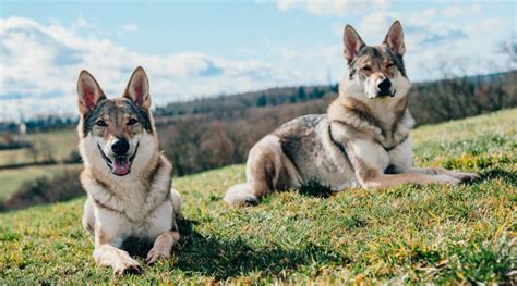 Wolf Like Dog Breeds 18 Different Breeds That Look Like Wolves