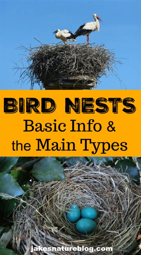 Bird Nests For Dummies Basics And Main Types Jakes Nature Blog