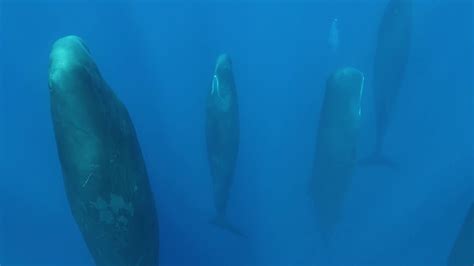 Sleeping Sperm Whales Are Fascinating