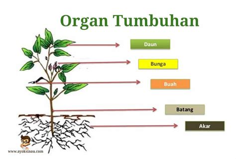 Organ Tumbuhan Dan Fungsinya Lengkap Ayok Sinau