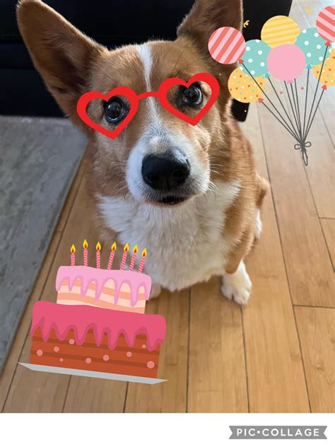 Happy 10th birthday to Nubsie!! : r/corgi