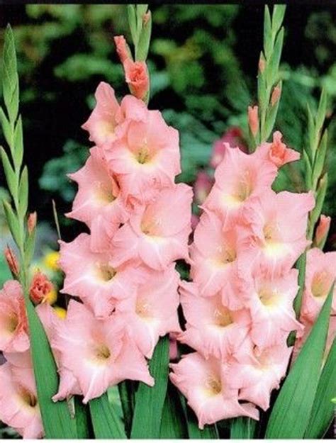 Gladiolus Sunny View Seeds Buy Seeds Bulbs Fertilizers Garden