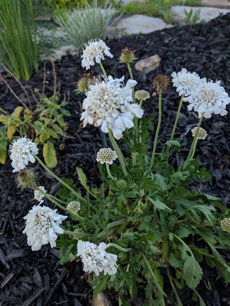 Dwarf Pincushion Flower Scabiosa Columbaria Flutter Pure White