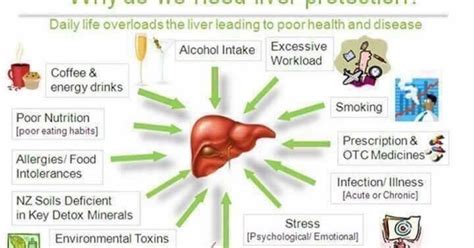 Elevated Liver Enzyme What Does It Mean When Your Liver