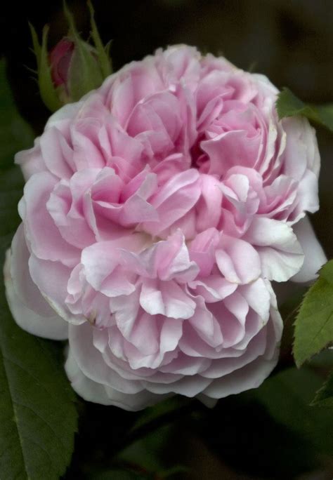 Pink Cabbage Rose Rose Cabbage Roses Flower Photos