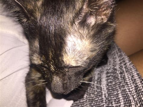 My 3 Month Old Kitty Has Bald Spots Above Her Eyes— How Do I Address
