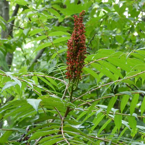 Common Sumac Tree Types Tips For Growing Sumac In The Landscape