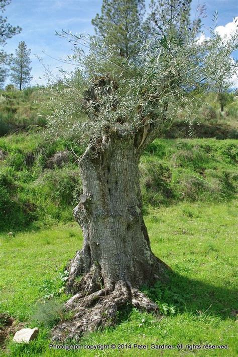 Centenarian Olive Trees Olive Tree Tree Olive
