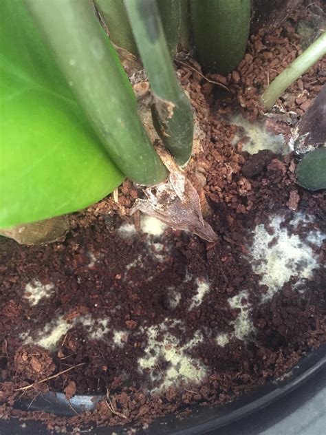 I Discovered This White Stuff On The Soil Of My Zz Plant What Is It