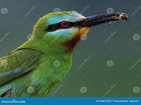 Blue Cheeked Bee Eater With Preyed Honey Bee Stock Photo Image Of