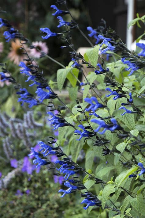 Black And Blue Salvia Salvia Guaranitica Black And Blue Monrovia Plant
