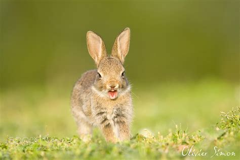 Photograph Tired Rabbit By Olivier Simon On 500px