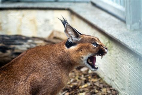 Do Caracals Make Great Pets Heres What You Need To Know