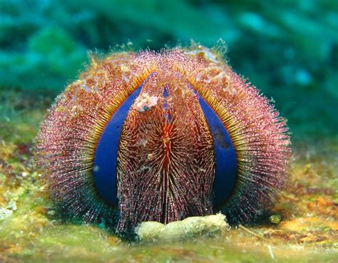 Look through examples of urchin translation in sentences, listen to pronunciation and learn grammar. Sea Urchin | CRITTERFACTS