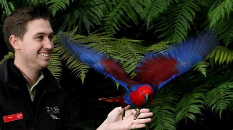 Eclectus Parrot Luna Debuts At Adelaide Zoo Free Flight Show Where She