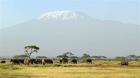 Hd Wallpaper Elephants Herd Tree Mount Kilimanjaro Kenya Beautiful