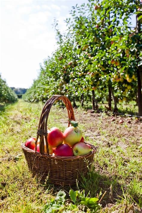 Fresh Apples In A Basket Stock Image Colourbox