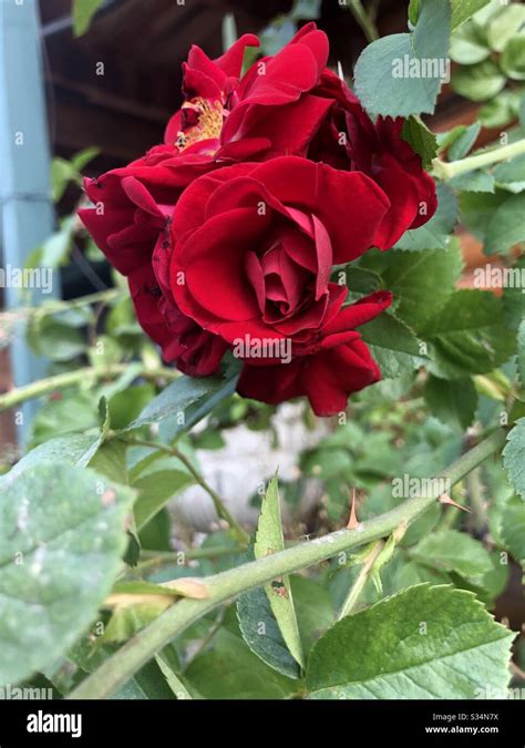 Red Rose With Thorns Hi Res Stock Photography And Images Alamy