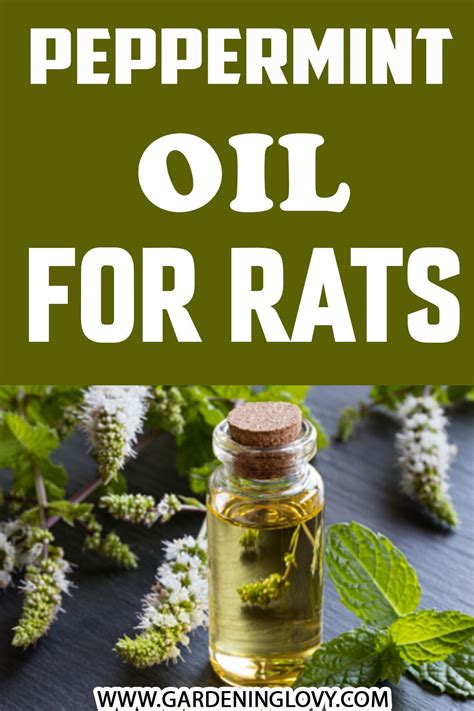 Peppermint Oil Can Be Used To Repel Rats And Other Rodents From Your