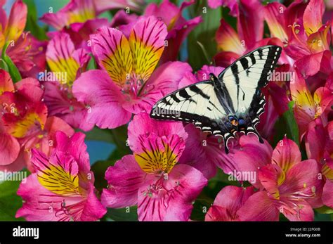 Canadian Tiger Swallowtail Butterfly Papilio Canadensis Stock Photo