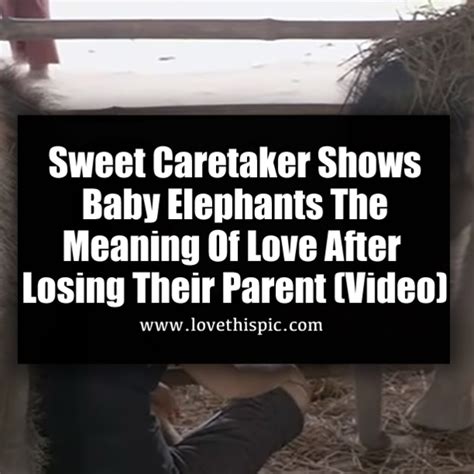 Maybe you would like to learn more about one of these? Sweet Caretaker Shows Baby Elephants The Meaning Of Love ...