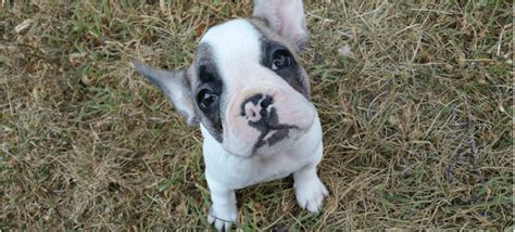 How much does an english bulldog cost? French Bulldog Cost - The Hidden Cost of Cuteness