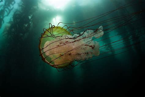 The Three Biggest Jellyfish Species