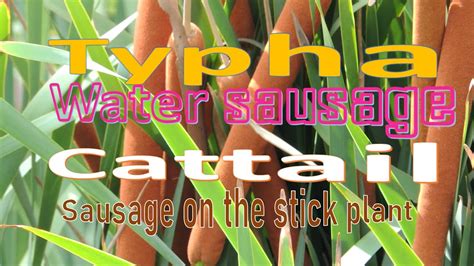 🇦🇺 🌱🌾 Yay Sausage Plant Typha Cattails Water Sausage Wetland