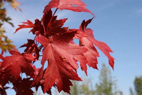 Maple Autumn Blaze Tree Top Nursery And Landscape Inc