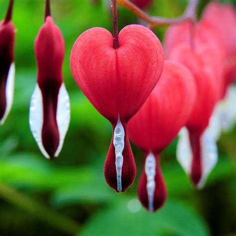 Red Bleeding Heart Plants For Sale Dicentra Valentine Easy To Grow