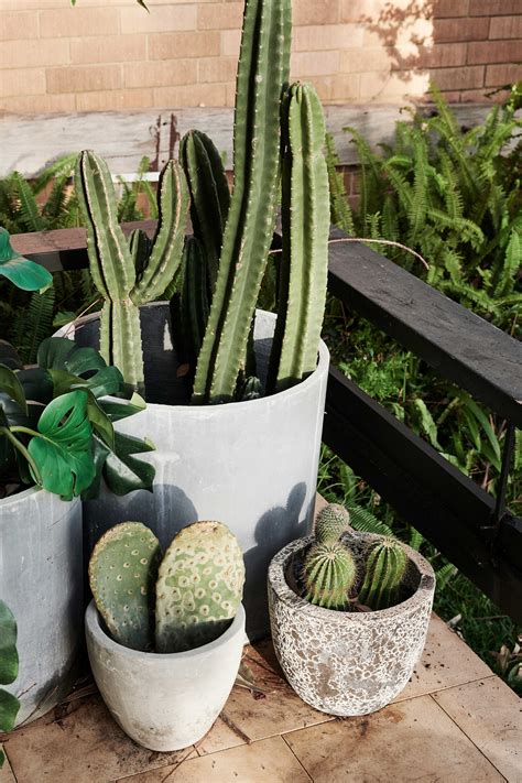 Unfortunately, this stretching is permanent and your cactus will always look like this if it has stretched too much. We Can't Get Enough of This Chic Northern Beaches Family ...