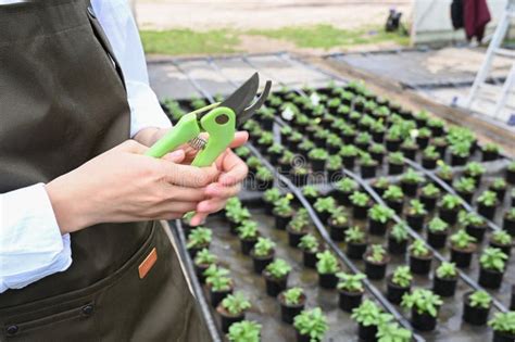 Cropped View Of Female Nursery Worker Trimming Plants In Greenhouse Close Up Of A Pruner In The