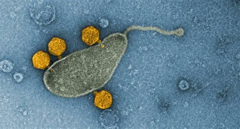 The Most Common Bacteria In The Oceans Turned Out To Be A Reservoir Of