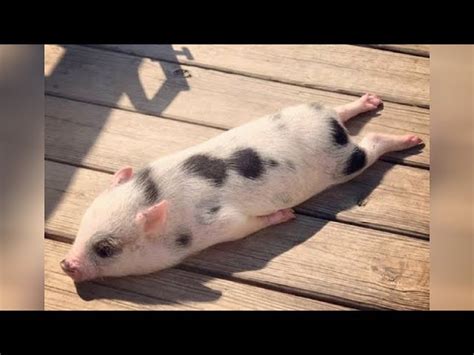 Funny Baby Pig Pictures