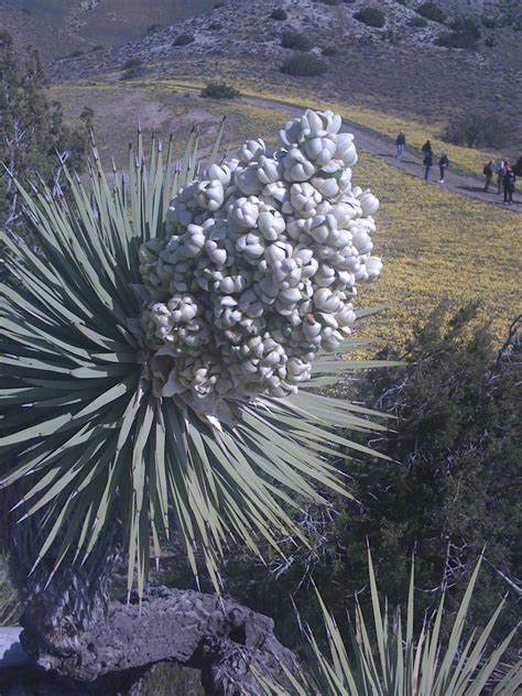 Look At That Bloomin Yucca Wild Flowers Yucca Heaven On Earth