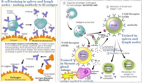 Immune System