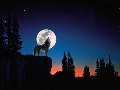 Moon Wolf Wallpapers Wallpaper Cave