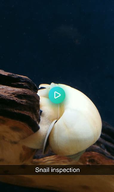 Yoshi Giving His Snail An Ocular Pat Down