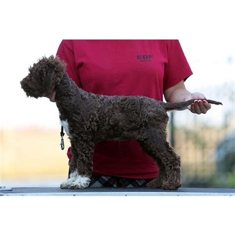 I invest joy, pride, love, money and time into breeding a litter of puppies so that i can continue my pursuit of dog sports. Lagotto Romagnolo Puppies For Sale - Ideal Dale Breeding House