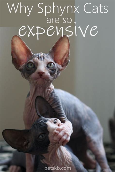 Some hairless cats have very fine peach fuzz while others are truly smooth to the touch. Sphynx Cat Prices and Why They Cost So Much | The Pets KB ...