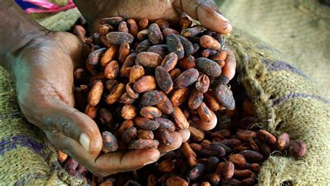 Ghana Côte Divoire Cocoa Farmers Hold Out For Higher Price