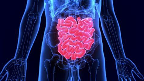 Small Intestine Conditions Us Digestive Health