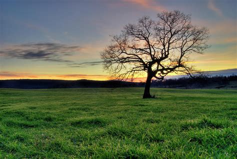 Oak Tree In A Grassy Field At Sunset By Brett Maurer