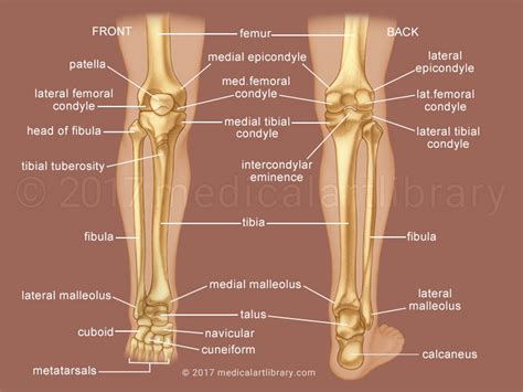 Leg Bones - Medical Art Library