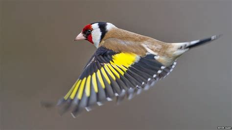 Top British Garden Birds Revealed Goldfinch Finches